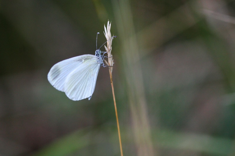Leptidea?